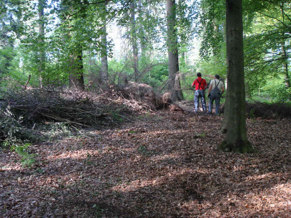 2011-05-07 KPF Wald 10.jpg